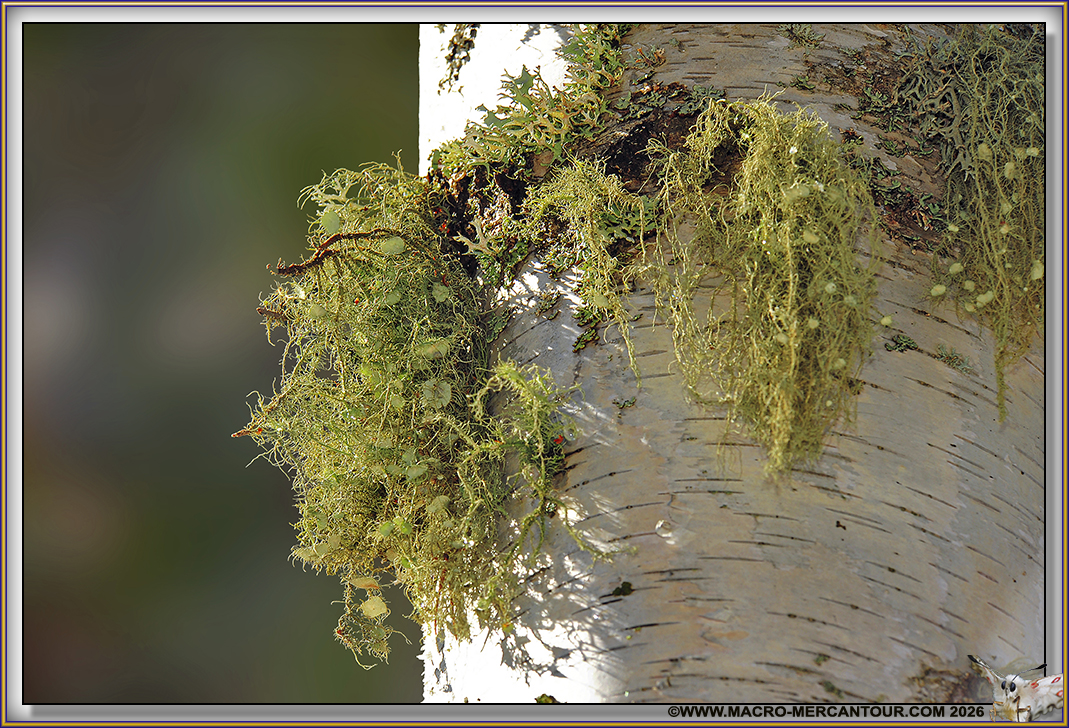 Lichens